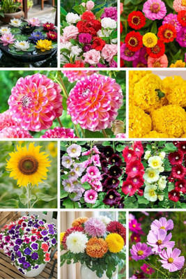 DEYS AGRO ™ 10 variety exotic flower seeds combo pack Seed(203 per packet)
