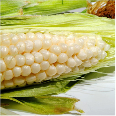 WILLVINE VMR -XIII Country Gentlman Open Pollinated Corn-[1Kg] Seed(4000 per packet)