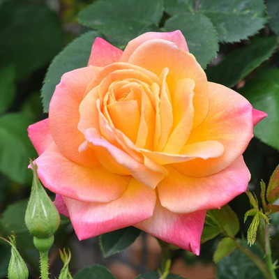 Qualtivate HUA-2A Climbing Rose Seeds Seed(25 per packet)