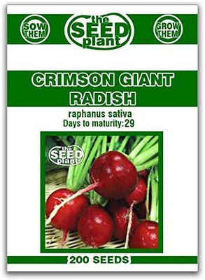 CYBEXIS HUA-99 - Crimson Giant Radish - (2250 Seeds) Seed(2250 per packet)