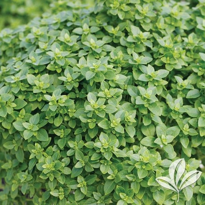 VibeX ® LXI-7 Basil Seeds - Minette Compact Seed(1000 per packet)
