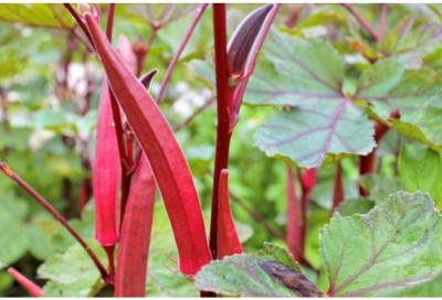 CRGO OKRA , BHINDI , LADYFINGER Seed(35 per packet)