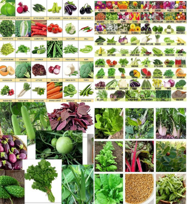 ibains Vegetable seeds for summer beez 215 Seed(215 per packet)