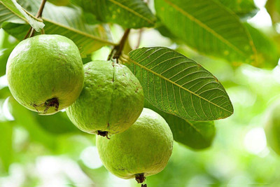 isarkars ™️Hybrid Guava (Amrood) Fruit Seed(85 per packet)