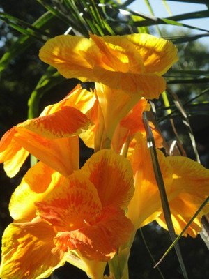 Radha Krishna Agriculture Imported Canna Lily Flower Bulbs For Your Outdoor Gardening ( Pack Of 8 Bulbs ) Seed(8 per packet)
