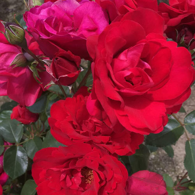 Qualtivate HUA-9A Crimson Sky Red Climbing Rose Seeds Seed(25 per packet)