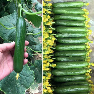 SUAA Best Cucumber, Khira Seed(45 per packet)