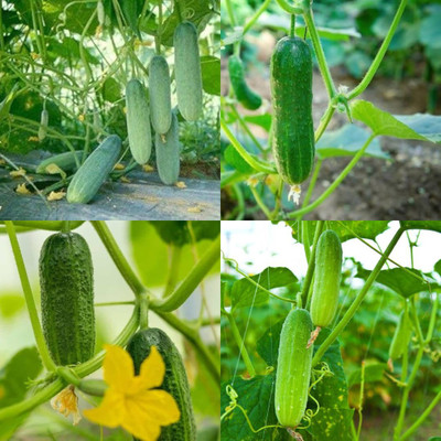 ibains Cucumber seeds chinese Kakari sosa seeds pack of 23 Seed(26 per packet)
