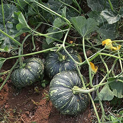 Aywal Pumpkin Seed(24 per packet)