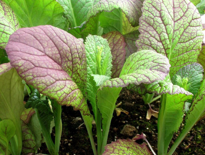CYBEXIS Organic Mustard Red Giant Seeds2000 Seeds Seed(2000 per packet)