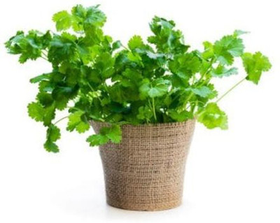 ZIXA Organic Cilantro/Coriander Seed(100 per packet)
