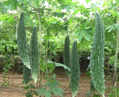 PETALFLEUR Bitter Gourd seed Seed(50 per packet)