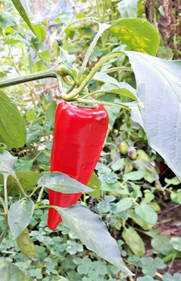 CYBEXIS Heirloom Sweet Pepper Chilli Seeds2400 Seeds Seed(2400 per packet)