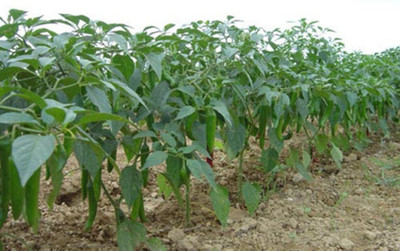 the green dotcom CHILLI Seed(60 per packet)
