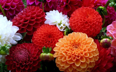 wequality chandramallika flower Seed(27 per packet)