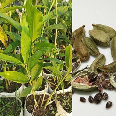 CYBEXIS LX-47 - Badi Elaichi Black Cardamom Plant - (540 Seeds) Seed(540 per packet)