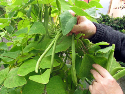 SUPRIKAM RUNNER BEANS/BROAD BEAN/SIM/HYBRID BEANS Seed(50 per packet)
