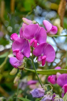Aro Sweet pea Seed(20 per packet)