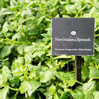 KNESSiN F-1 Hybrid New Zealand Spinach - Tetragonia expansa[400 Seeds] Seed(400 per packet)