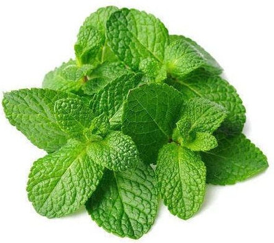 LPR PUDINA,MINT Seed(100 per packet)