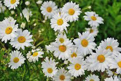 Paudha daisy white mix flower seed Seed(50 per packet)