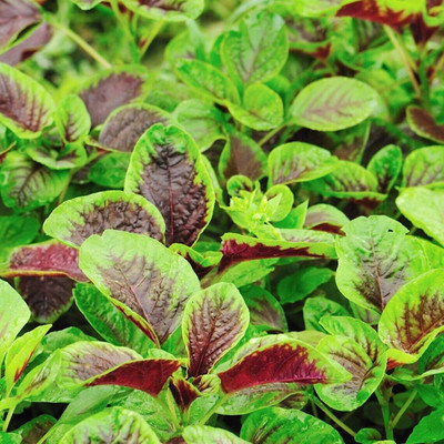 Quentova Red Leaf Amaranth Callaloo Chinese Spinach-PALLAV-7M Seed(200 per packet)