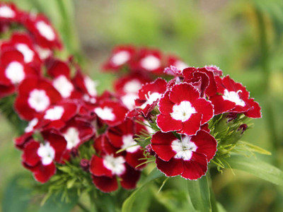 XOLDA Exotic sweet william Seed(23 per packet)