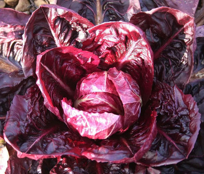 WILLVINE KGF -XII Red Purple Italian Cabbage [50g] Seed(15000 per packet)