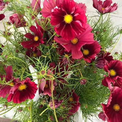 Quentova Cosmos ‘Rubenza’ Seeds-9Z-IACR Seed(75 per packet)