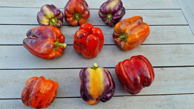 Biosnyg Easy to Grow Taquilla Capsicum Vegetable Seeds For Gardening-(100 Seeds) Seed(100 per packet)