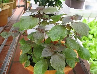CYBEXIS ATS-67 - Japanese Perilla aka Ao-Shiso - (2250 Seeds) Seed(2250 per packet)