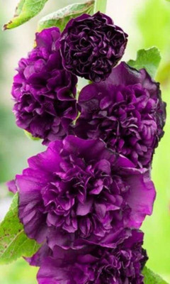 ACCELCROP Hollyhock Double Mix Seed(28 per packet)