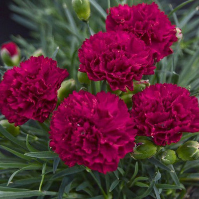 CYBEXIS Gypsophila Gypsy Deep Rose Flower Seeds Seed(50 per packet)