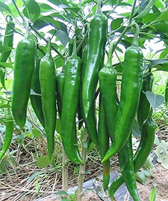 LPR CHILLI,HARI MIRCHI Seed(300 per packet)