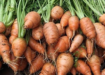 KNESSiN XI-13 Carrot Royal Chantenay Seed(1000 per packet)