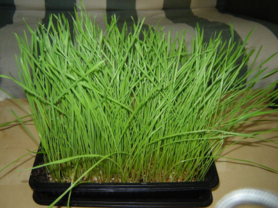 WILLVINE Cat Grass Seeds Wheatgrass Microgreens-[10000 Seeds] Seed(10000 per packet)