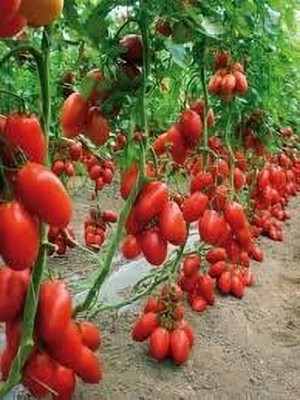 SHINU EVERGREEN Tomato seeds Seed(40 per packet)