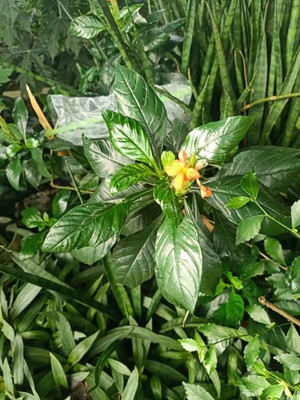 RUDAN kanakambaram-firecracker-crossandra Seed(41 per packet)