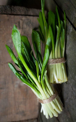 Biosnyg Fast Growing Ramsons Wild Garlic Seeds for Terrace Gardening-(750 Seeds) Seed(750 per packet)