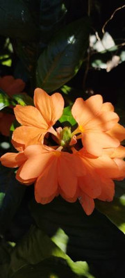 ReBuy kanakambaram-firecracker-crossandra Seed(24 per packet)
