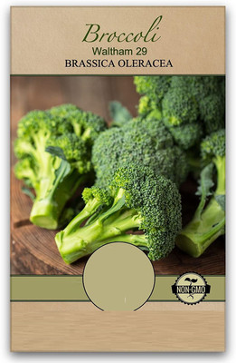WILLVINE XLL-666 F1 Hybird Broccoli Seeds Seed(200 per packet)