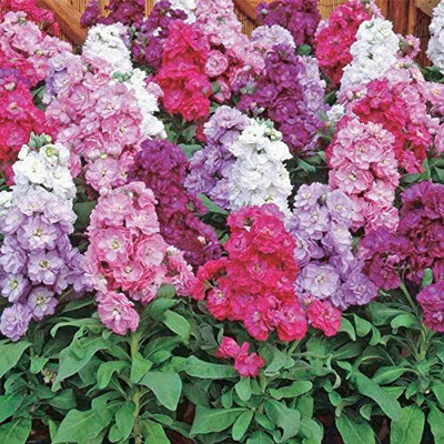 Aywal Stock Matthiola F1 Hybrid Flower Seed(30 per packet)