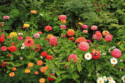 WILLVINE VVI-261 Zinnia elegans liliput Mix Seeds Seed(25 per packet)