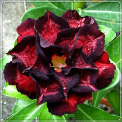 Qualtivate VXI-567 Desert Rose Mixed Colours Seed(30 per packet)