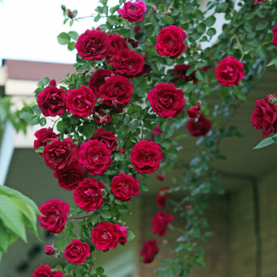 Bold Byte Rare Yellow Climbing Rose Seeds, Easy to Grow Garden, Hybrid Flower Seed Seed(30 per packet)