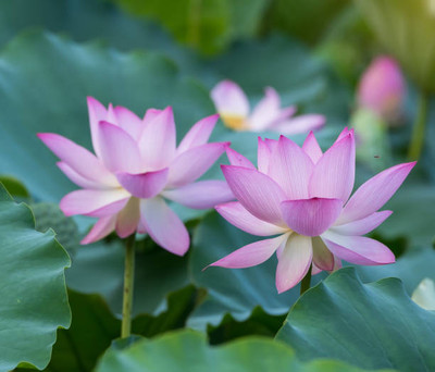 PARAM lotus,kamal gatta Seed(14 per packet)