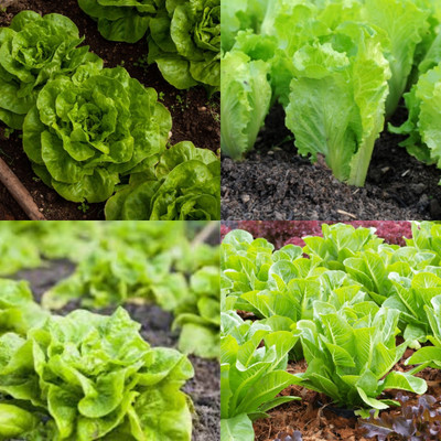 ibains Lettuce seeds for home garden bij 11 Seed(11 per packet)