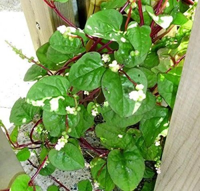 Qualtivate RES-1A Malabar Red Stem Spinach Seeds Seed(50 per packet)