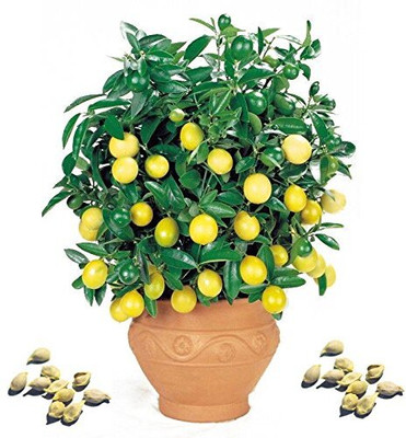 CRGO LEMON , NIMBU Seed(35 per packet)