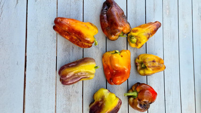 Biosnyg Easy to Grow Blot Sweet Pepper Vegetable Seeds For Gardening-(2000 Seeds) Seed(2000 per packet)